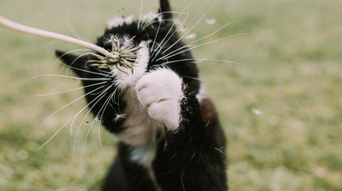 A cat playing with a dandelion 