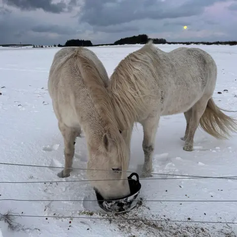 Sarah Plumb Two white horse take food from a bucket in a snowy field in Scotland. 