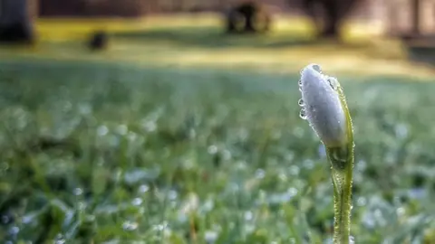 Laura Shepherd Snowdrop