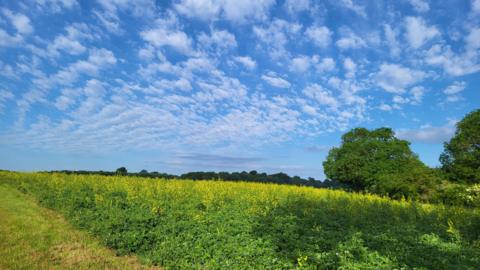 WEDNESDAY - Fluffy clouds and blue sky over lush, green fields in Hethe 