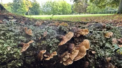 Frilly-edged, beige fungi and green lichen at the base of a tree in parkland. The fungi and lichen are in the foreground of the picture, with green grassland and trees in the distance behind