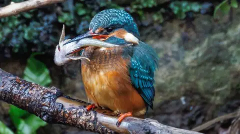 Jack Murray-Bird A blue and orange bird with a huge fish, compared to it, in its beak.
