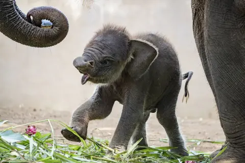 Made Nagi / EFE-EPA A month-old male Sumatran elephant