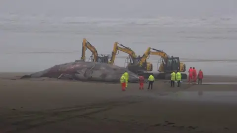 Whale carcass on Bridlington's South Beach