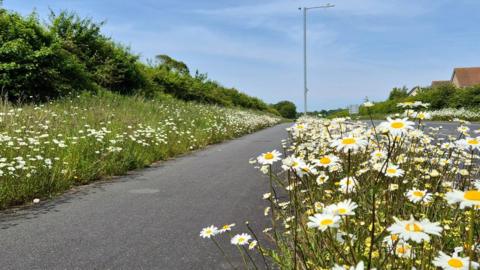 White and yellow daisies line both sides of a country road with blue sky behind