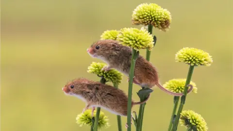 Getty Images Two mice perched on yellow flowers.