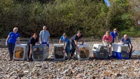 RSPCA Six cages can be seen on a beach with seals inside them. There are wildlife experts stood at the side of each cage ready to open them.