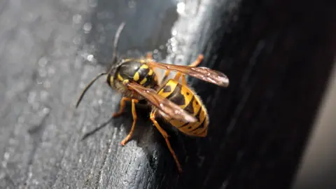 Barnaby Perkins/BBC A wasp on a pub table