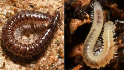 Close-up views of two millipedes, Maerdy Monster and Beddau Beast