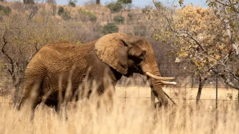 EPA Un grande elefante che cammina attraverso una riserva di caccia a Limpopo, Sud Africa - martedì 3 settembre 2024