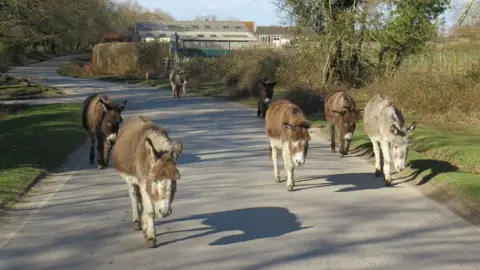 Malc McDonald A group of donkeys walking on a road in the New Forest