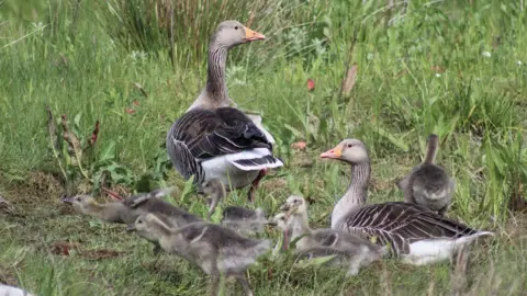 Alun Jones Greylag geese family, Morfa Madryn, near Llanfairfechan, Conwy County