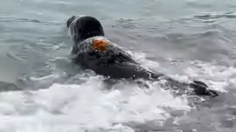 A grey seal pup swimming away from the camera in the water. An orange mark is on his back.