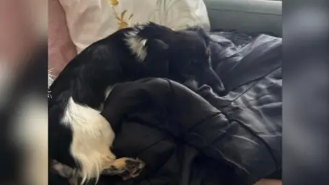 Fiona Taylor-Dane Flora the miniature dachshund puppy fast asleep.