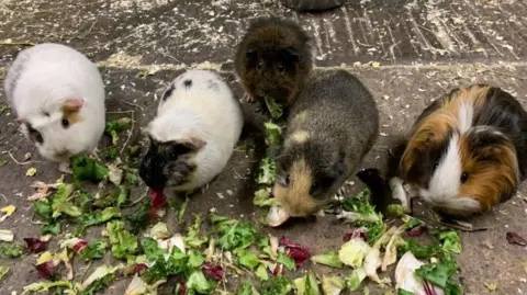 Newham Grange Farm Five guinea pigs stand in a line eating red and green lettuce which has been scattered on the concrete ground. From left to right there are two predominantly white animas, the second of which has a black face. Then a smaller, very dark brown guinea pig stands back a little from the group. Next in line is a black and beige one before the quintet ends with a longer haired one with black, white and ginger tortoise shell fur.