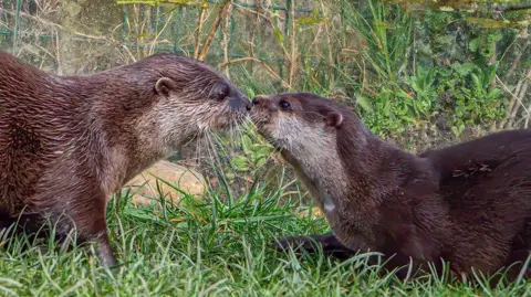 WWT / Ian H Two brown otters, Musa and Buster, are reaching their heads towards each other and about to touch noses. There are sitting on a patch of green grass with a metal green fence in the background.