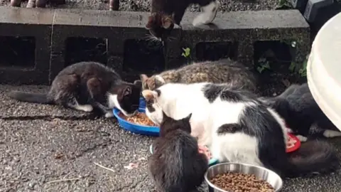 Cats Protection Six black and white, and tabby, cats gather round bowls of wet and dry food on concrete in a garden