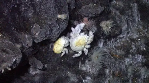 University of Portsmouth Two white looking Hoff Crabs on a piece of rock on the seabed.