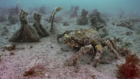 Ocean Conservation Trust Seagrass seed bags next to a crab