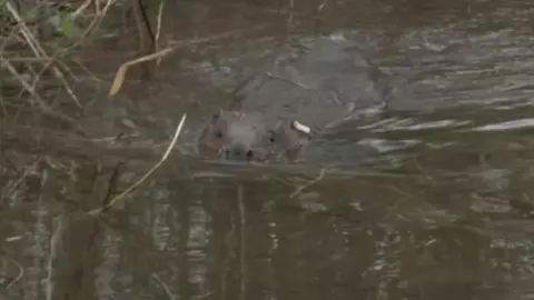 BBC Beaver in water