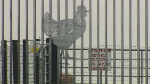 BBC A picture of a chicken on a silver fence. A sheep is behind the fence. A sign, partially obstructed, says attention: no vehicle to proceed until properly disinfected.