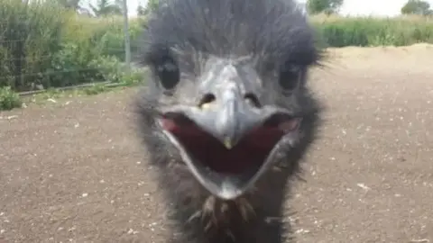 Thames Valley Police A close up shot of an emu's face. The bird has a completely dark head, beak and eyes and its mouth is agape in a way that resembles a smile. 
