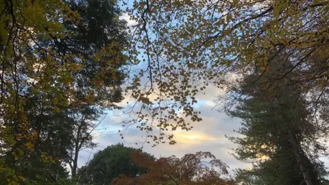 BBC Forest trees in UK