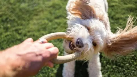 Getty Images Dog playing with owner