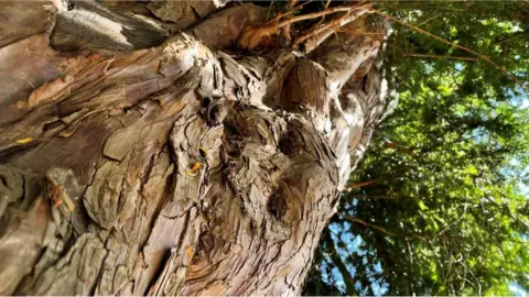 BBC English yew tree