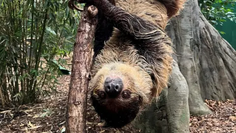 Sally the sloth is hanging upside down on a small tree with bamboo behind her to the left and a larger tree trunk on the right.