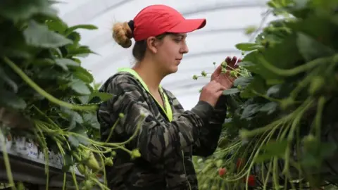 Getty Images A woman picking fruit