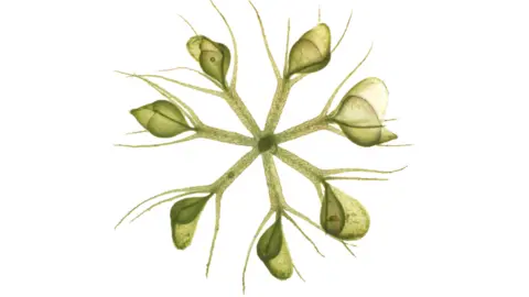 cathedral plant 5 CUP & SAUCER VINE Cathedral Bells Cobaea Scandens Climber Purple  Hummingbird Flower Seeds main image 1
