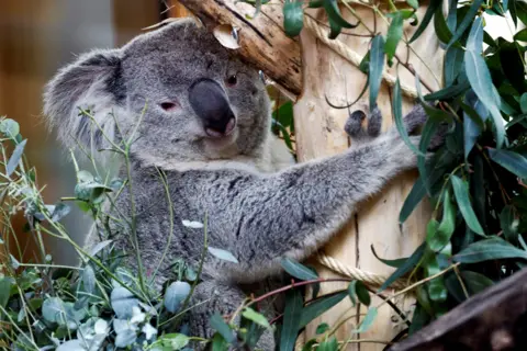 Piroschka van de Wouw/REUTERS A koala is seen for the first time in Ouwehands Zoo, the first and only zoo in the Netherlands to house the special species, in Rhenen, Netherlands, April 25, 2024.