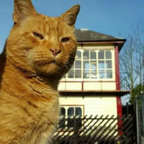 Rushden Station Alfie, the station cat