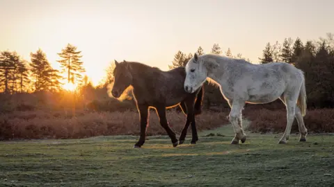 Hang Ross A brown pony and a white pony roam in a field as the sun glints through the trees behind.