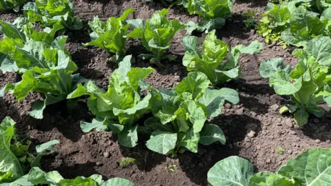 Lines of cauliflowers are growing in the soil in a field. 
