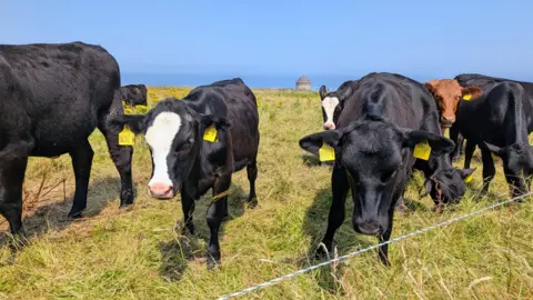 BBC Weather Watcher RachelC Black cows in a filed with Mussenden Temple in the background