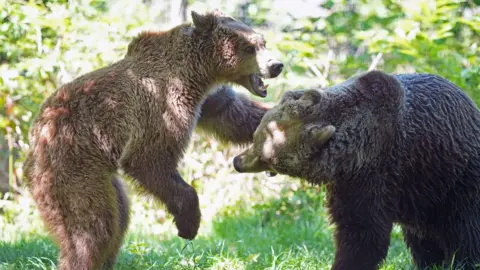PA Media Boki stands on his hind legs and play fights with Scruff, another brown bear, who is on all fours.
