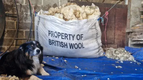 A black, tan and white sheepdog sits next to a full sack of wool in a farm outbuilding. The sack is white and reads 'Property of British Wool' in dark blue letters.