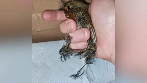 USPCA A close up of a hand holding a dead robin, below is a piece of kitchen roll.