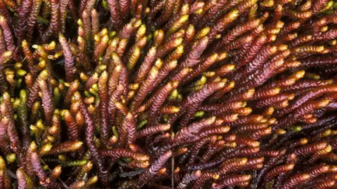 NatureScot A close-up image of a colourful plant with traces of purple and gold 