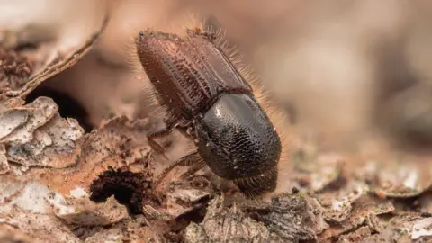 The Ips typographus, or larger eight-toothed European spruce bark beetle