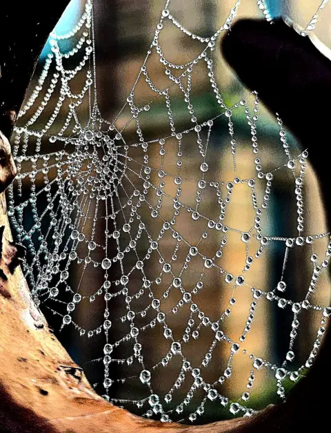 Victor Tregubov Close-up of rain droplets on a spiderweb.