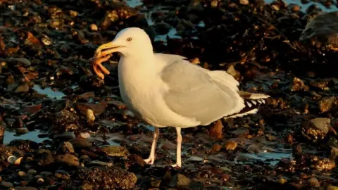 seagull with something in mouth