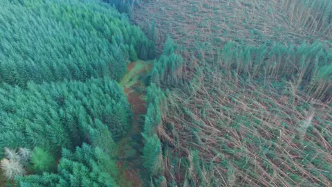 FLS Storm-blown trees