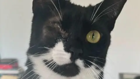 Gloucestershire Constabulary A cat with one eye after it was shot. It is a black and white cat with white whiskers