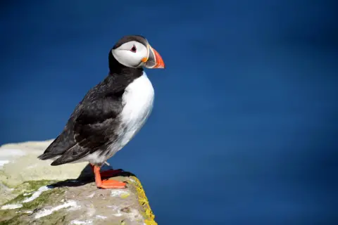 Press Association Puffin