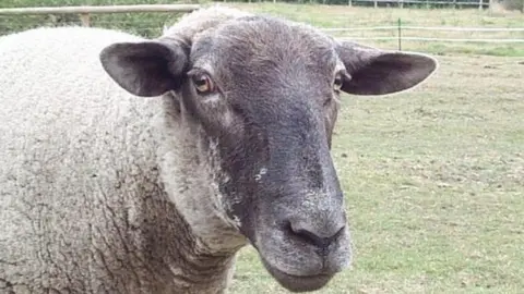 BBC Generic image of a sheep