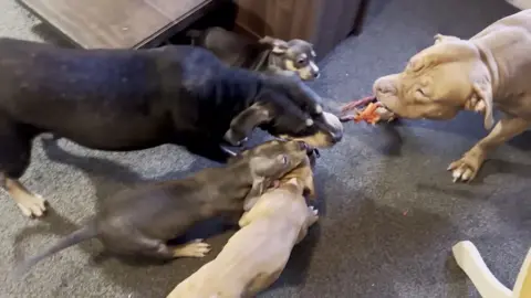 Two adult XL bully dogs – one light brown and the other black – are playing tug-of-war with a piece of rope, with three puppies trying to join in. They are on a piece of carpet with some wooden furniture next to them.