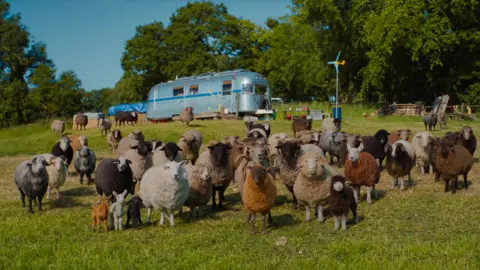 A picture of CGI sheep used in the film, based on sheep from the farm. 